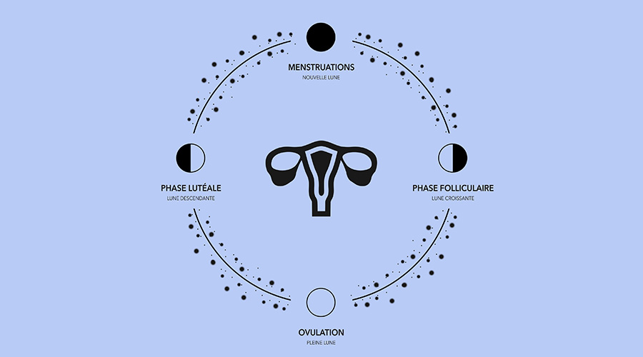 Le cycle menstruel féminin