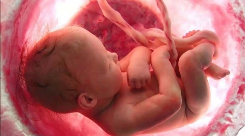 متى يكتمل نمو الأعضاء التناسلية للجنين الذكر؟